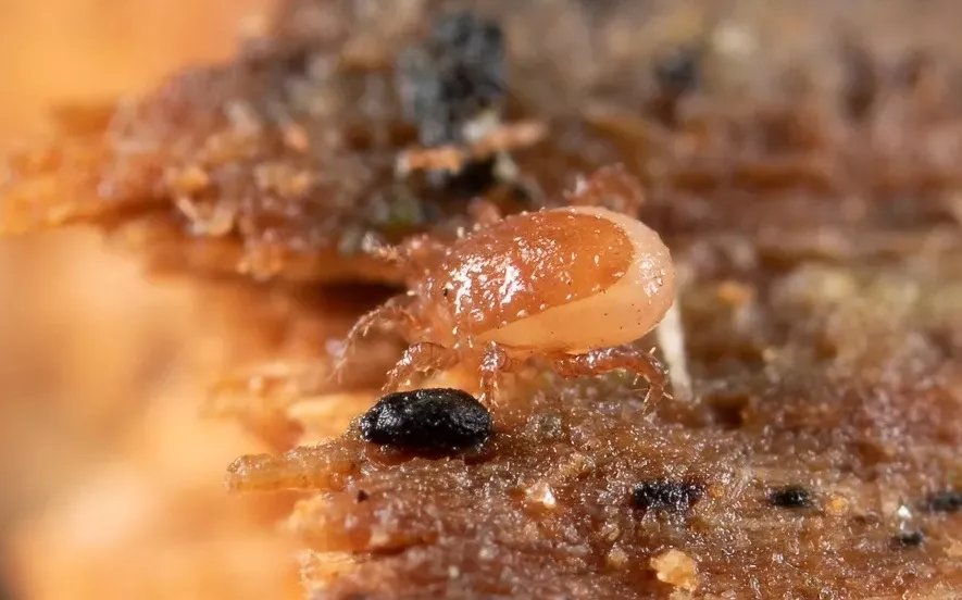 Захватившие барнаульский дом гамазовые клещи привели к столкновению ...