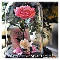 Роза в колбе: универсальный подарок