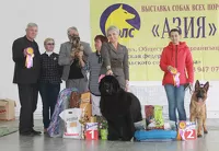 В Барнауле выбрали лучшую собаку «Азии-2019»