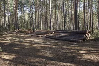 Фото с места проведения лесозаготовки