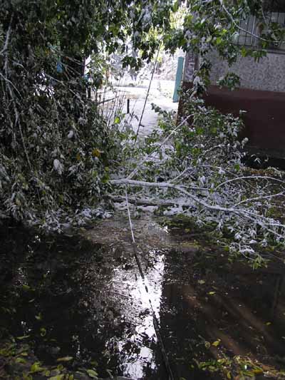 Прошедший 26-27 сентября на алтай снегопад вызвал
многочисленные чрезвычайные последствия: мокрый снег привел к
массовому падению еще не потерявших листу деревьев.
