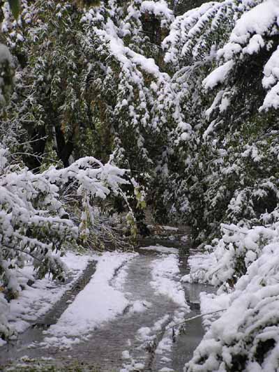 Прошедший 26-27 сентября на алтай снегопад вызвал
многочисленные чрезвычайные последствия: мокрый снег привел к
массовому падению еще не потерявших листу деревьев.