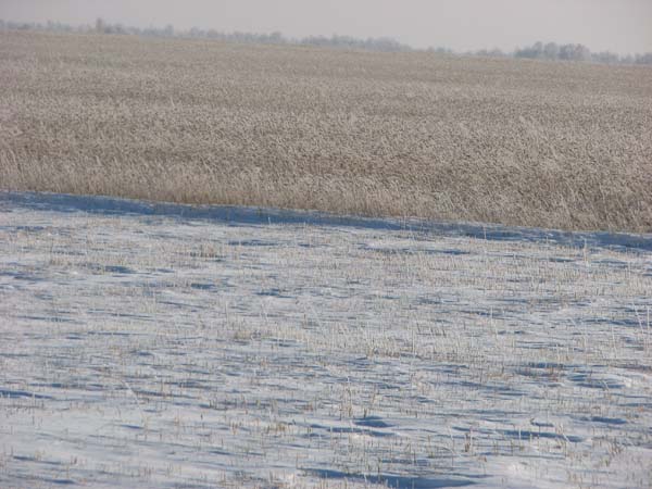 &quot;Алтайское приобье&quot; в действии: никому не нужный рекордный
урожай зерновых так и остался под снегом на полях края (фото
читателя).