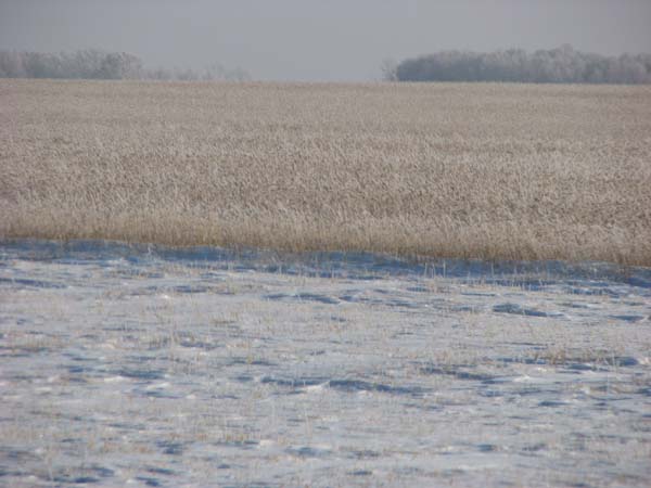 &quot;Алтайское приобье&quot; в действии: никому не нужный рекордный
урожай зерновых так и остался под снегом на полях края (фото
читателя).