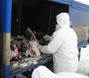 300 кг опасного мяса, которое незаконно везли в Барнаул,
изъял и уничтожил Россельхознадзор.