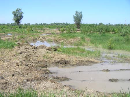 Большая часть участка под застройку элитного поселка &quot;Чистые
пруды&quot; под Барнаулом из-за разлива Оби превратилась в болото.
Фото.