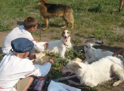 Дог-шоу &quot;Я и моя собака&quot; в Барнауле планируется сделать ежегодным.
