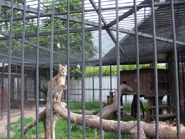 Кошачьим Барнаульского зоопарка в порядке эксперимента предложат живой корм