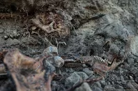 Потревоженные останки барнаульцев, погребенных на Нагорном кладбище, перезахоронили в храме