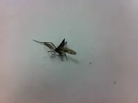 «Вот такой птеродактиль»: новая «атака» летающих насекомых посеяла страх среди барнаульцев