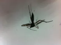«Вот такой птеродактиль»: новая «атака» летающих насекомых посеяла страх среди барнаульцев