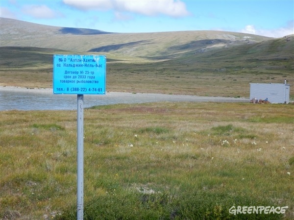 Greenpeace обнаружил «разгул дикого туризма» на заповедном алтайском плато