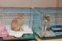 Кошки в приюте "Ласка"