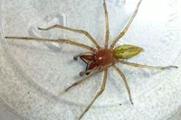Несмотря на небольшие размеры пауки могут нанести серьезный вред