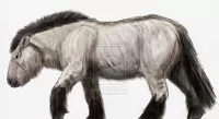 Рисунок лошади, которой мог принадлежать зуб