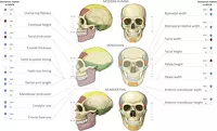 Сравнение черепов человека, денисовца и неандертальца