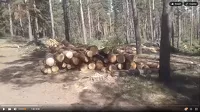 Судя по видео, такими штабелями усыпан весь гуселетовский лес