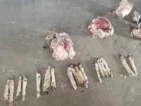 Туши убитых животных