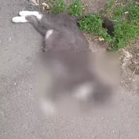 Забитая до смерти кошка