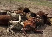 Мертвых коров сваливали в кучи