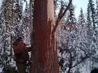 Деревья серьезно пострадали