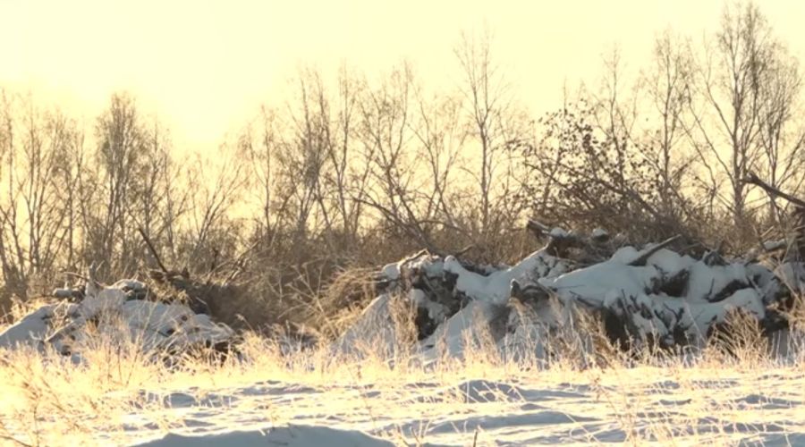 Помощь пришла, откуда не ждали: НИИС Лисавенко предлагает замерзающим жителям Алтайского края бесплатные дрова