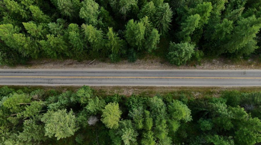 Барнаульских чиновников заподозрили в махинациях с контрактом на вырубку леса в сосновом бору
