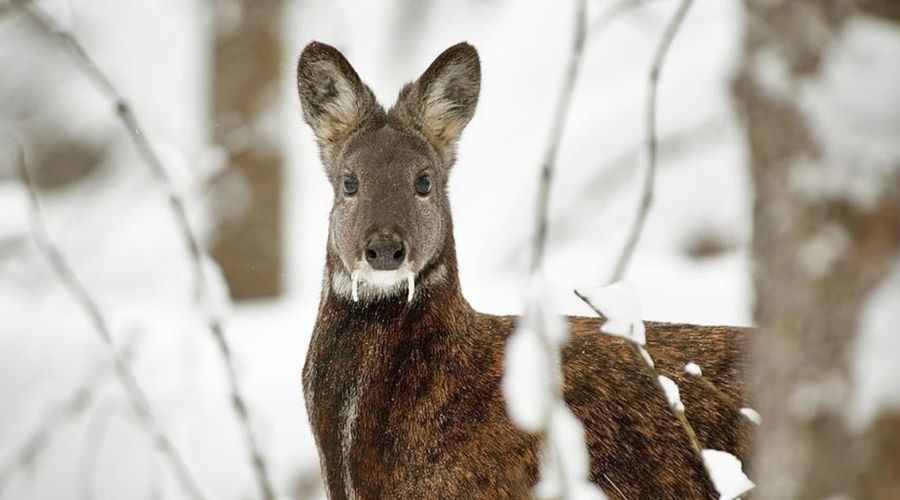 Счетная палата нашла кучу нарушений в затянувшемся строительстве питомника для кабарги в Республике Алтай