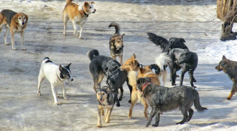 В Павловске бродячие собаки нападают на детей прямо возле школы