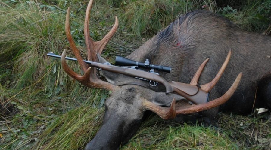В Тогульском районе забили несколько лосей