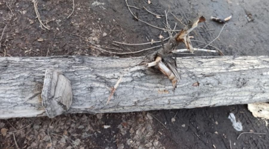 Попавший под суд чиновник барнаульской мэрии избежал увольнения