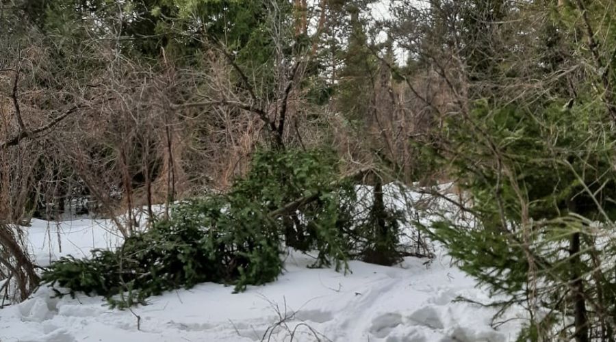 Двое жителей Алтайского края незаконно нарубили к Новому году пихт на 4,4 млн рублей