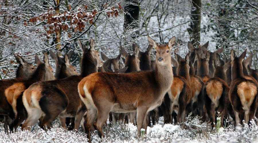 Алтайским охотникам может грозить уголовная ответственность за добычу трех косуль в Романовском районе