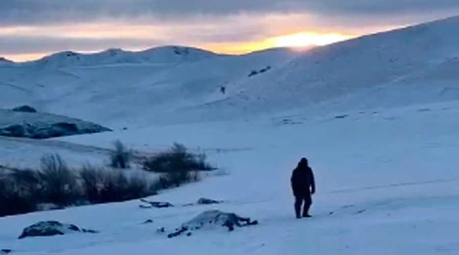 «Так даже фашисты не поступали»: по факту массового расстрела лошадей в Алтайском крае возбуждено уголовное дело (18+)