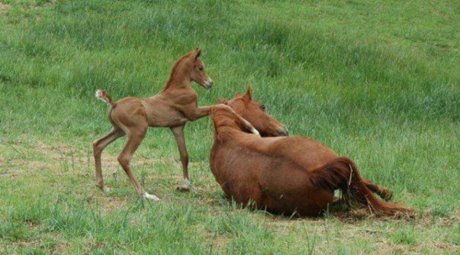 «Фашист или бандеровец»: появились первые версии о причастных к убийству табуна лошадей в Алтайском крае