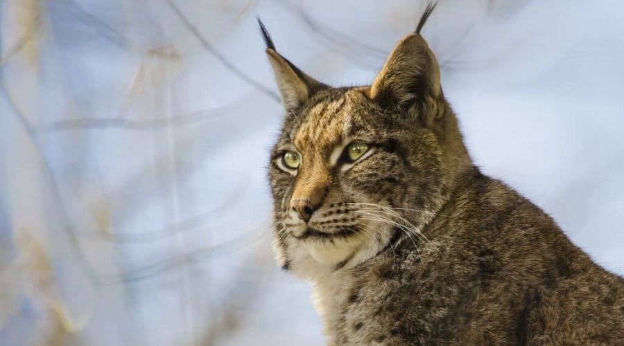 Спасти животное не удалось