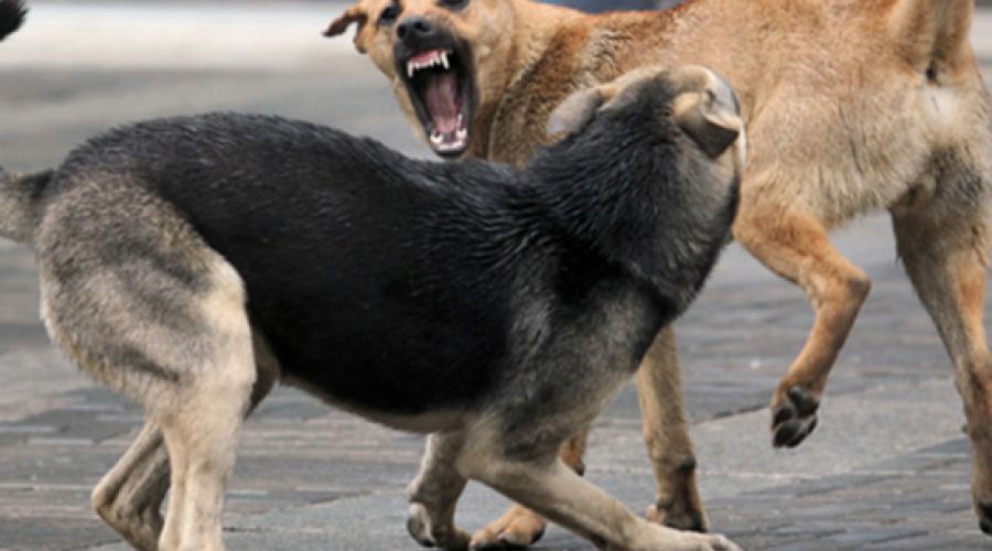 Ветвласти Алтайского края «расписались» в неспособности посчитать бродячих собак в регионе