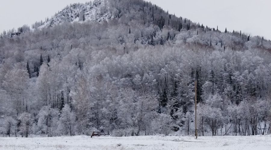 Тигирекский заповедник