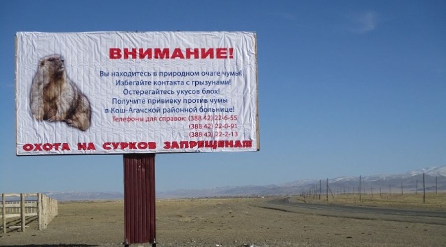 Основной очаг в Кош-Агачском районе