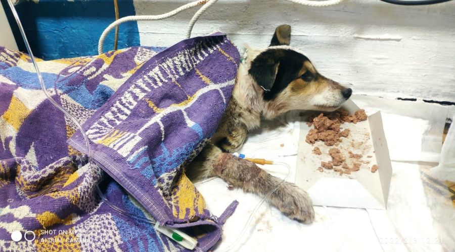 Живодеры в Бийске расстреляли из пневматики бездомных щенков и едва не вырвали одному из них язык