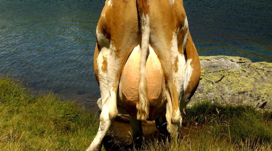 Удар под вымя: расходы на ветэкспертизу «деревенского» молока в Алтайском крае лягут на перекупщиков