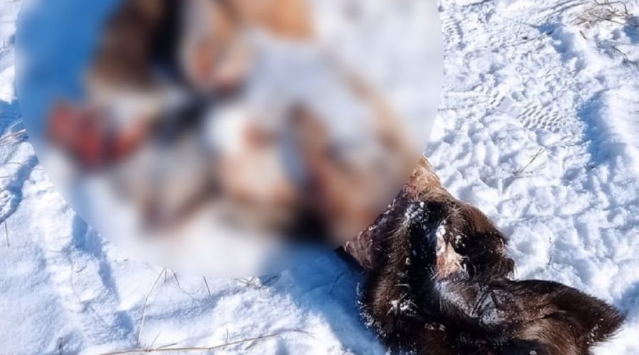 Шкуры и головы: зеленые активисты нашли следы возможной незаконной охоты на лосей возле алтайского села<span style=