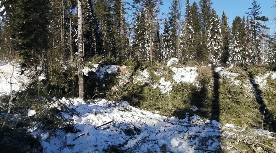 Рубки напоминают сплошной покос