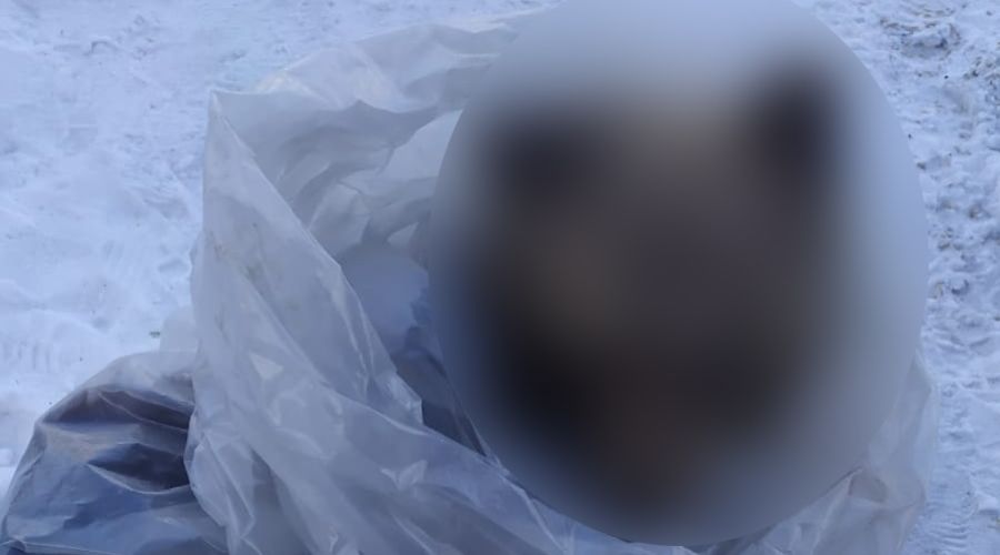 Алтайские полицейские во время расследования кражи нашли на подворье подозреваемого тушу медведя