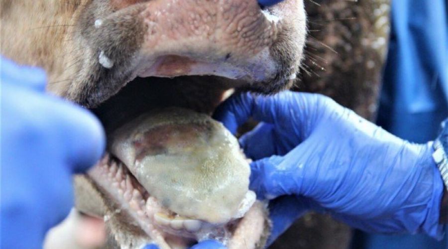 Признаки ящура