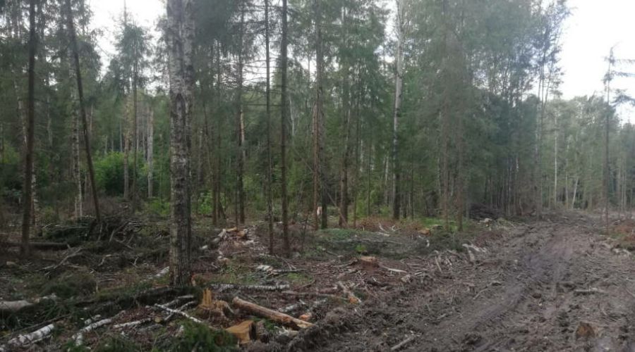 Жители края жалуются на массовые рубки