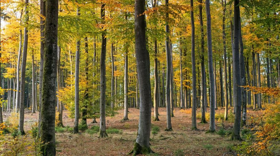 «Алтайлес» и краевое Минприроды поспорили о последствиях расторжения трех договоров аренды лесных участков