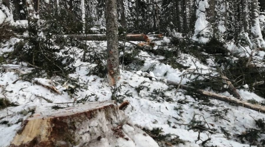 Прокуратура в суде доказала незаконность передачи под рубку лесных участков в Турочакском районе