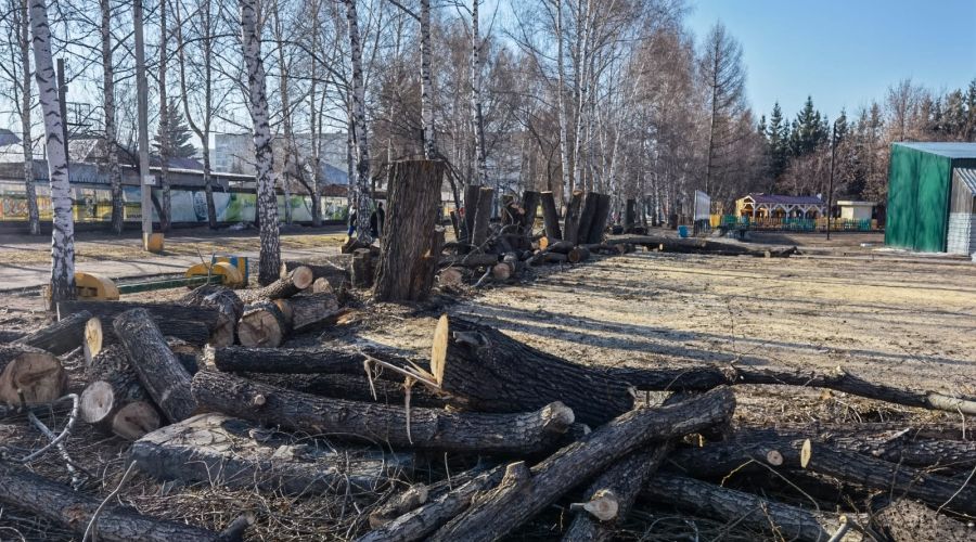 «Подстегнул «Изумрудный»: в Барнауле началось обновление деревьев в парке «Лесная сказка»