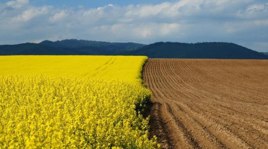 «Остановите монстров»: в Алтайском крае обсуждают угрозу «изгнания» местных фермеров с районных земель